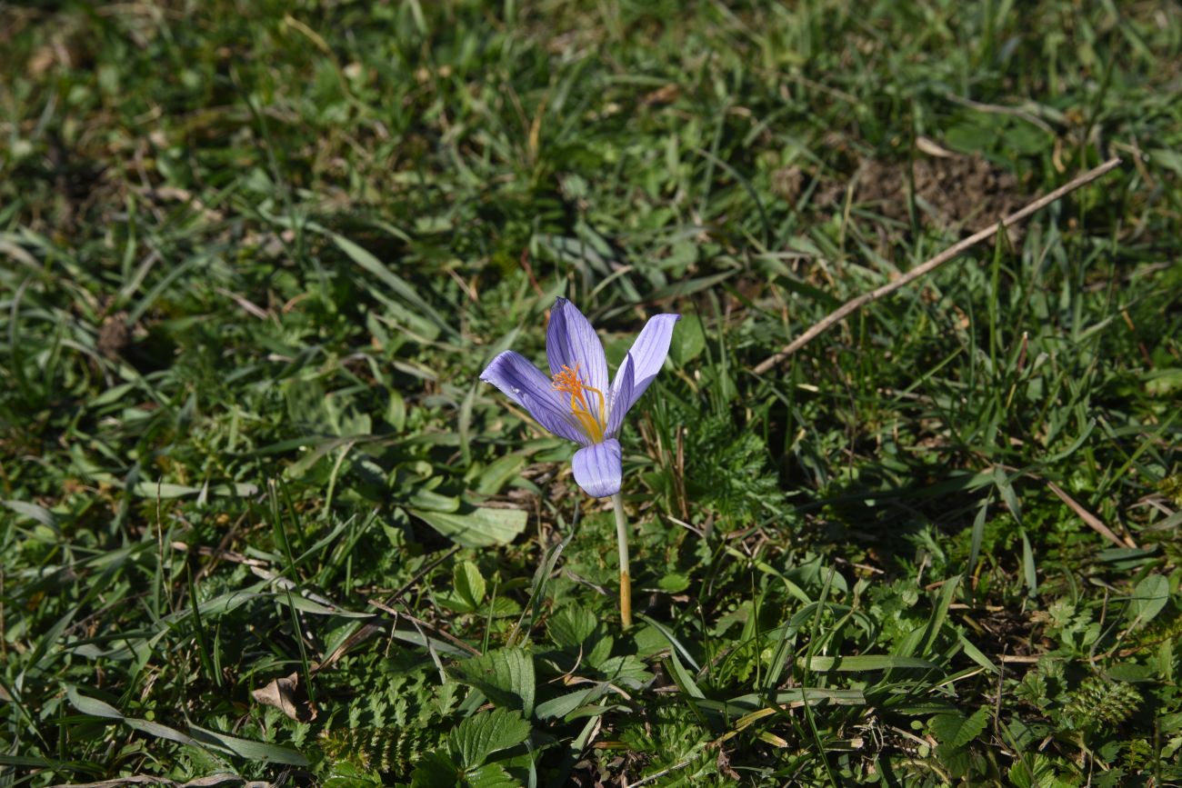 Image of Crocus speciosus specimen.