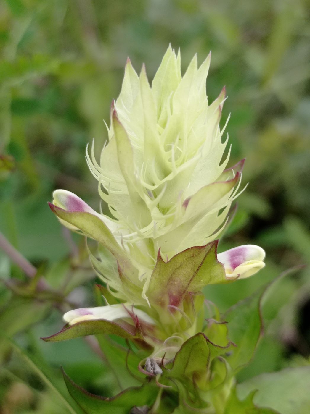 Image of Melampyrum argyrocomum specimen.