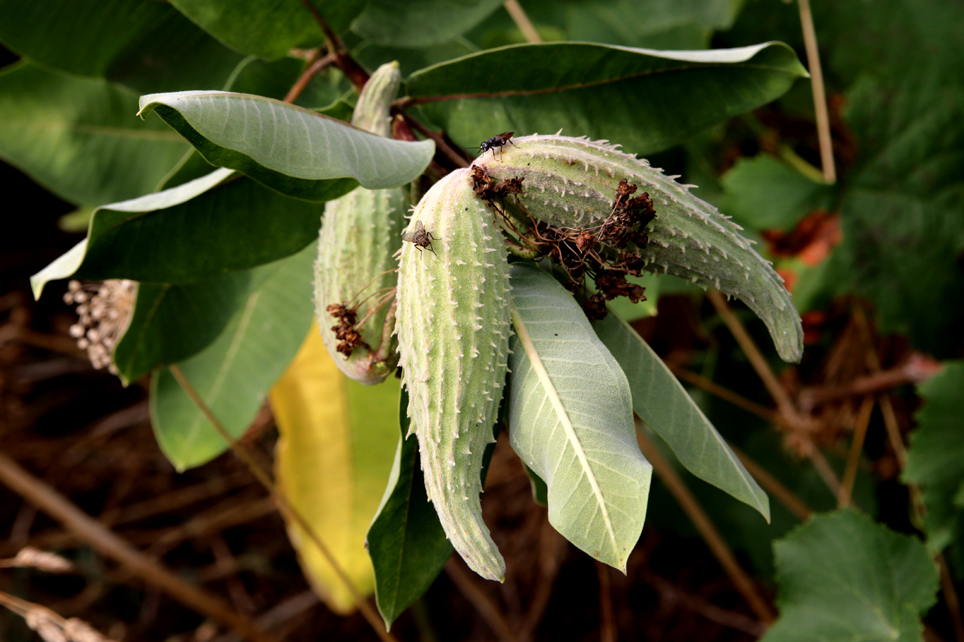 Изображение особи Asclepias syriaca.