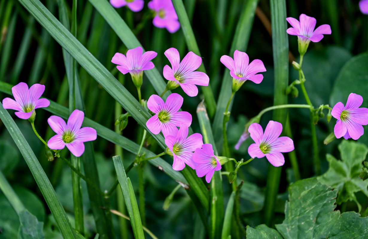 Image of Oxalis debilis var. corymbosa specimen.