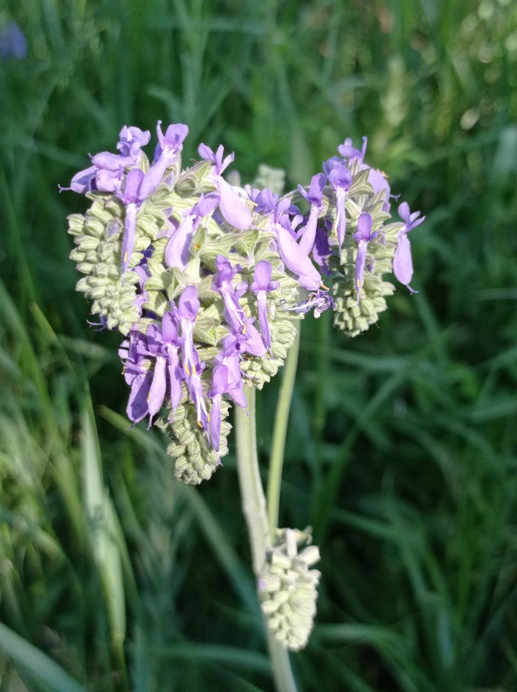 Image of Salvia nutans specimen.