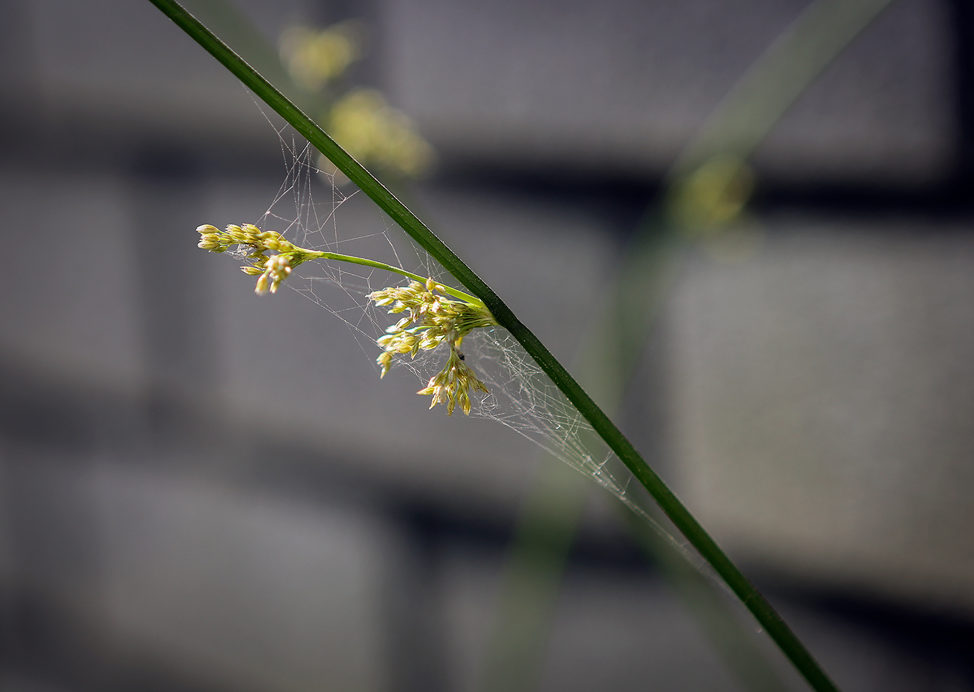 Изображение особи Juncus effusus.