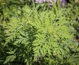 Ambrosia artemisiifolia. Верхушка вегетирующего растения. Абхазия, Гудаутский р-н, Рицинский реликтовый национальный парк, дол. р. Юпшара, разнотравный луг. 09.06.2025.