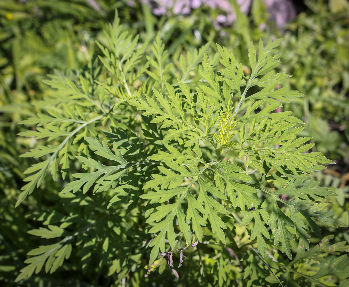 Изображение особи Ambrosia artemisiifolia.