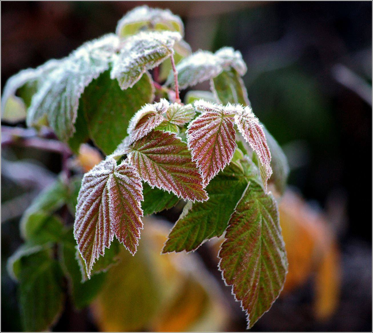 Изображение особи Rubus idaeus.