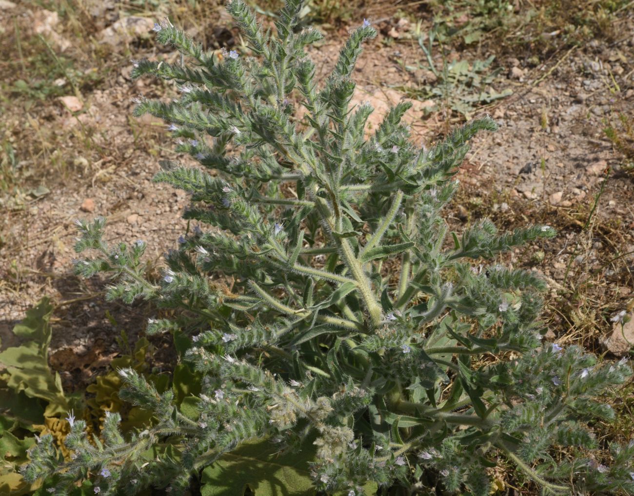 Image of Echium biebersteinii specimen.