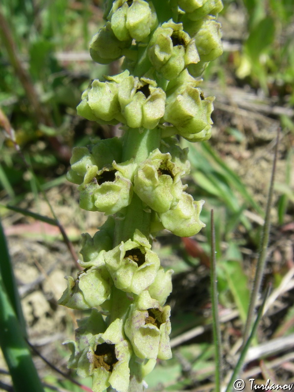 Image of genus Bellevalia specimen.