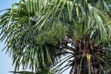 Trachycarpus fortunei. Незрелое соплодие и верхушки листьев. Китай, пров. Цзянсу, г. Сучжоу, в культуре. 27.05.2025.