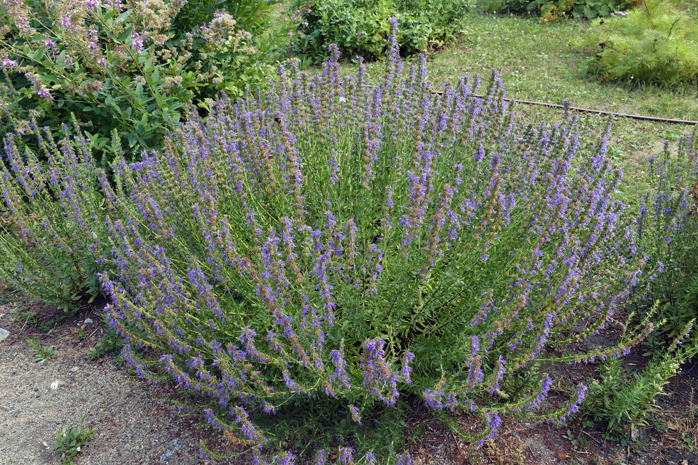 Изображение особи Hyssopus officinalis.