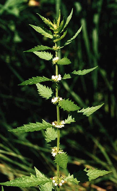 Image of Lycopus europaeus specimen.