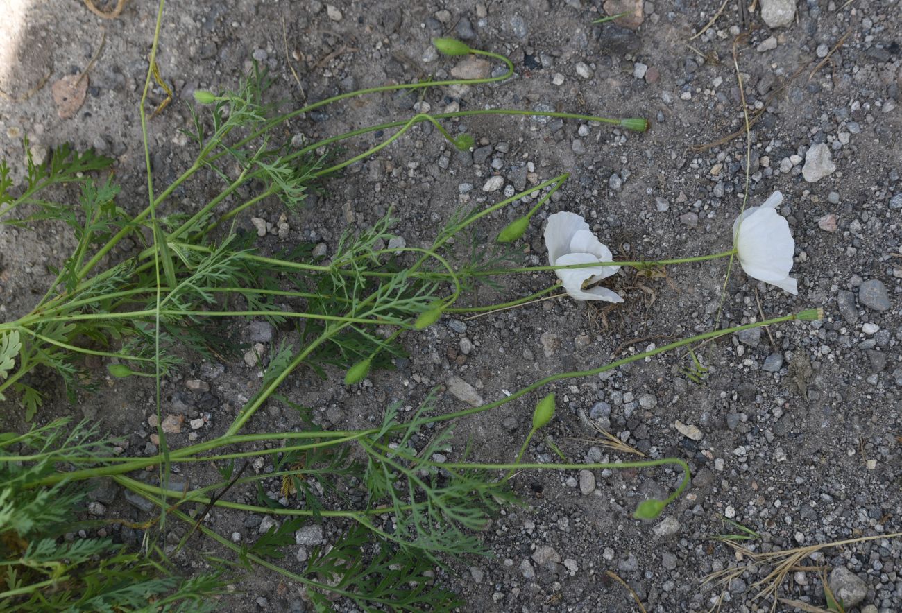Image of genus Papaver specimen.