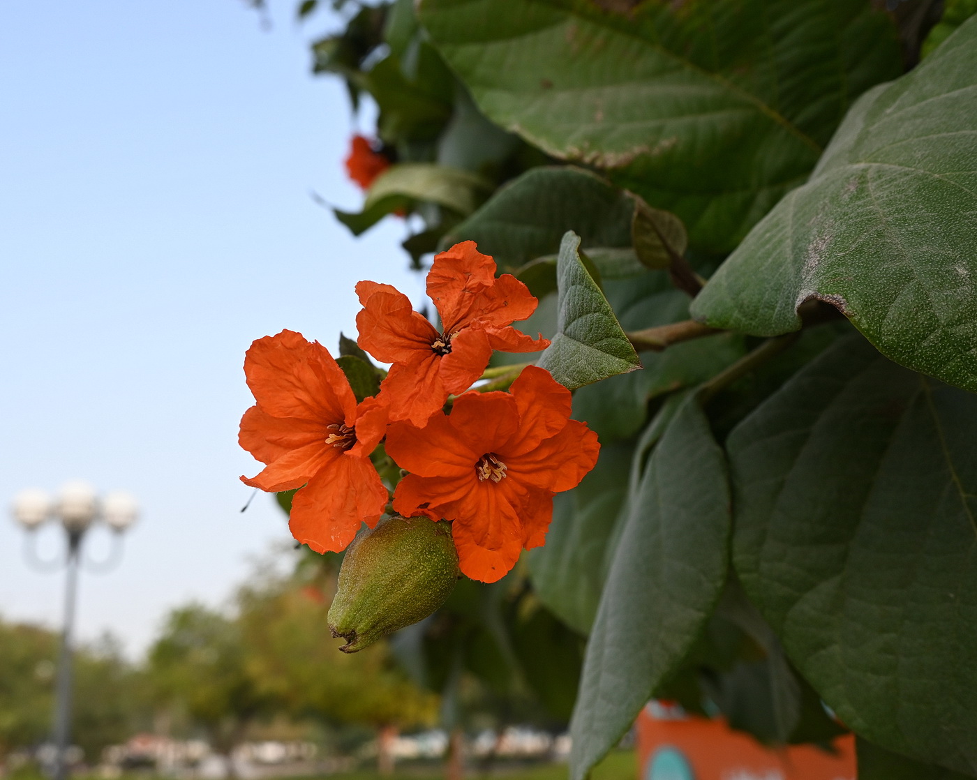 Изображение особи Cordia sebestena.