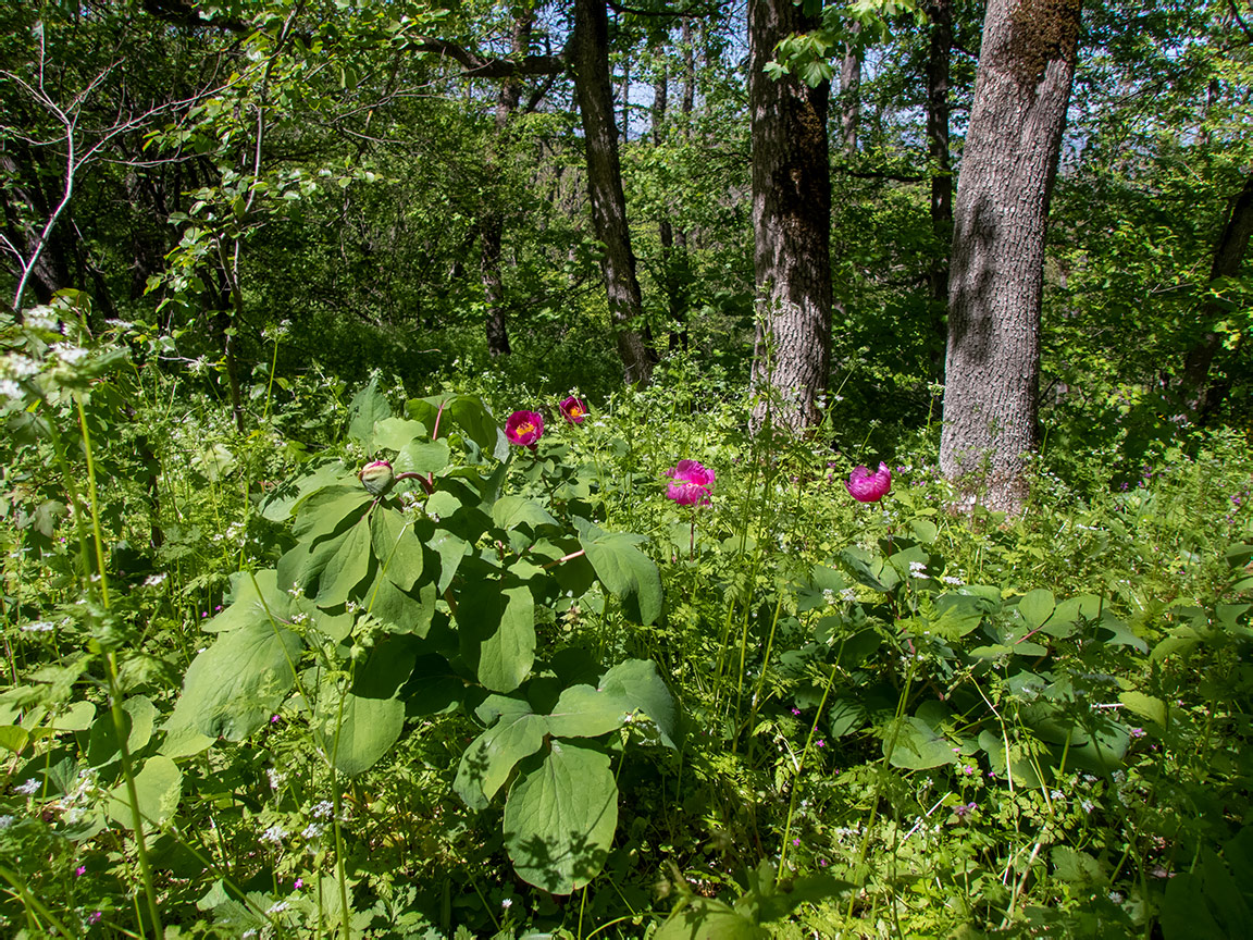 Изображение особи Paeonia daurica.