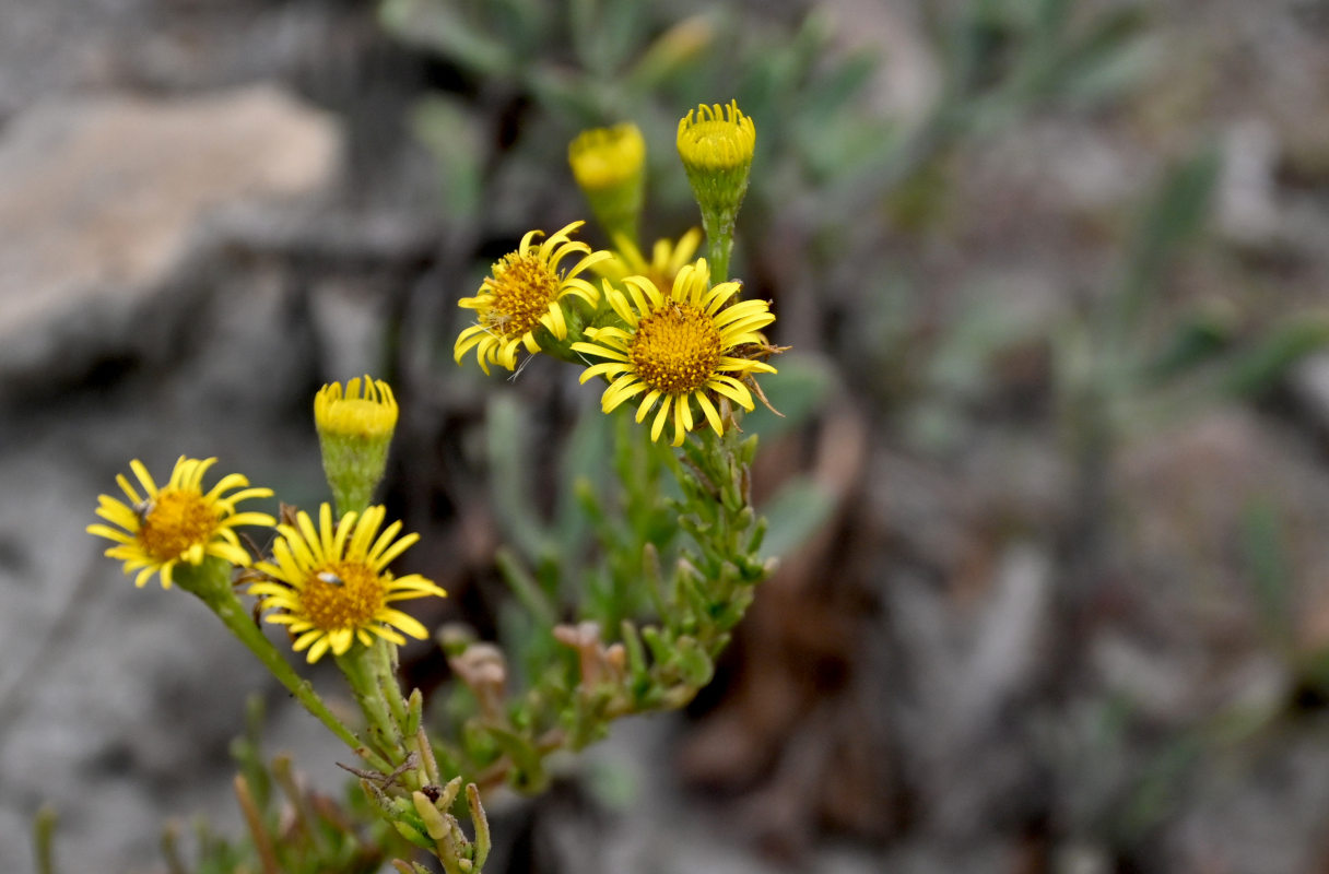 Image of Limbarda crithmoides specimen.