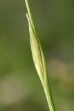 Alopecurus vaginatus. Часть побега. Дагестан, Казбековский р-н, окр. с. Дубки, луговой склон. 28.04.2026.