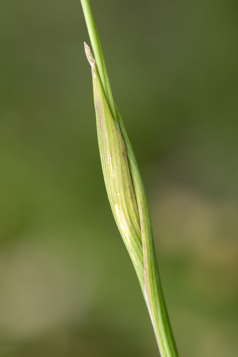 Изображение особи Alopecurus vaginatus.
