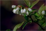 Vaccinium corymbosum. Соцветие. Московская обл., Раменский р-н, окр. дер. Хрипань, садовый участок. 20.05.2026.