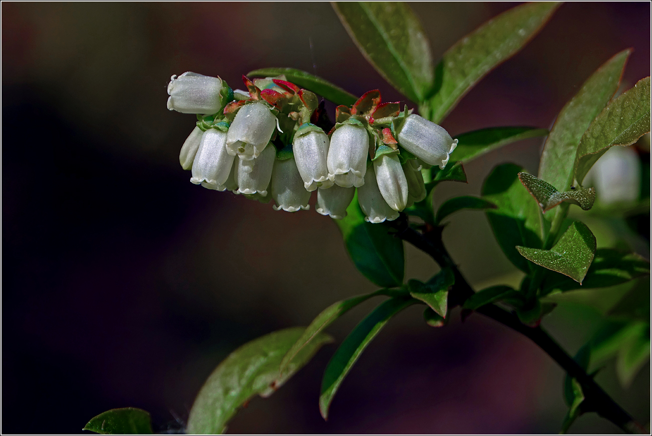 Image of Vaccinium corymbosum specimen.