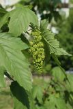 Acer pseudoplatanus. Соцветие и листья. Санкт-Петербург, Кировский р-н, двор жилого дома, декоративное озеленение. 19.05.2026.