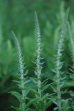 Digitalis parviflora. Соцветия зацветающих растений. Нижегородская обл., в культуре. 16.06.2026.