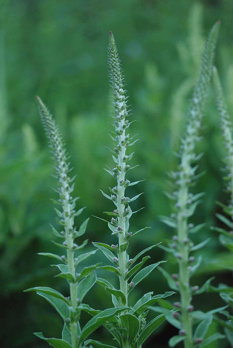 Image of Digitalis parviflora specimen.