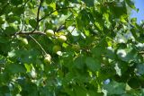 unknown species. Часть ветви с незрелыми плодами. Республика Дагестан, Ахтынский р-н, с. Ахты. 01.06.2007.