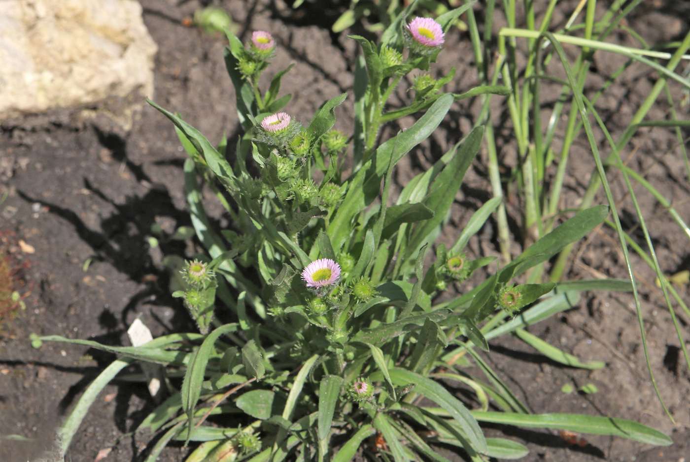 Image of Erigeron glaucus specimen.