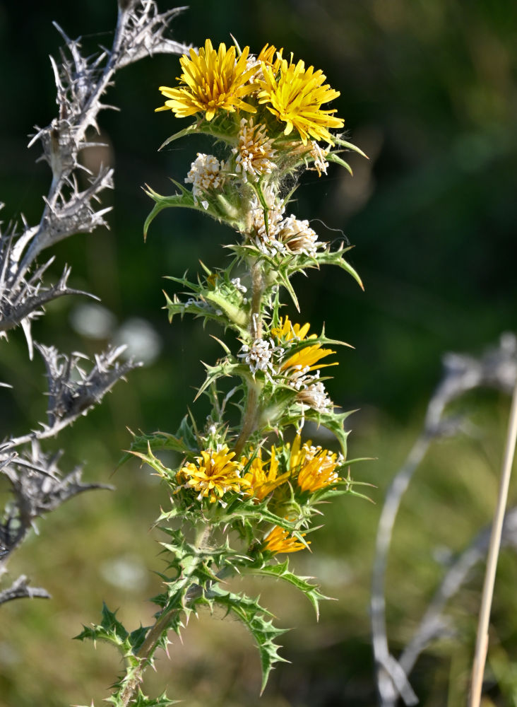 Изображение особи Scolymus hispanicus.