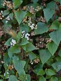 Ageratina adenophora