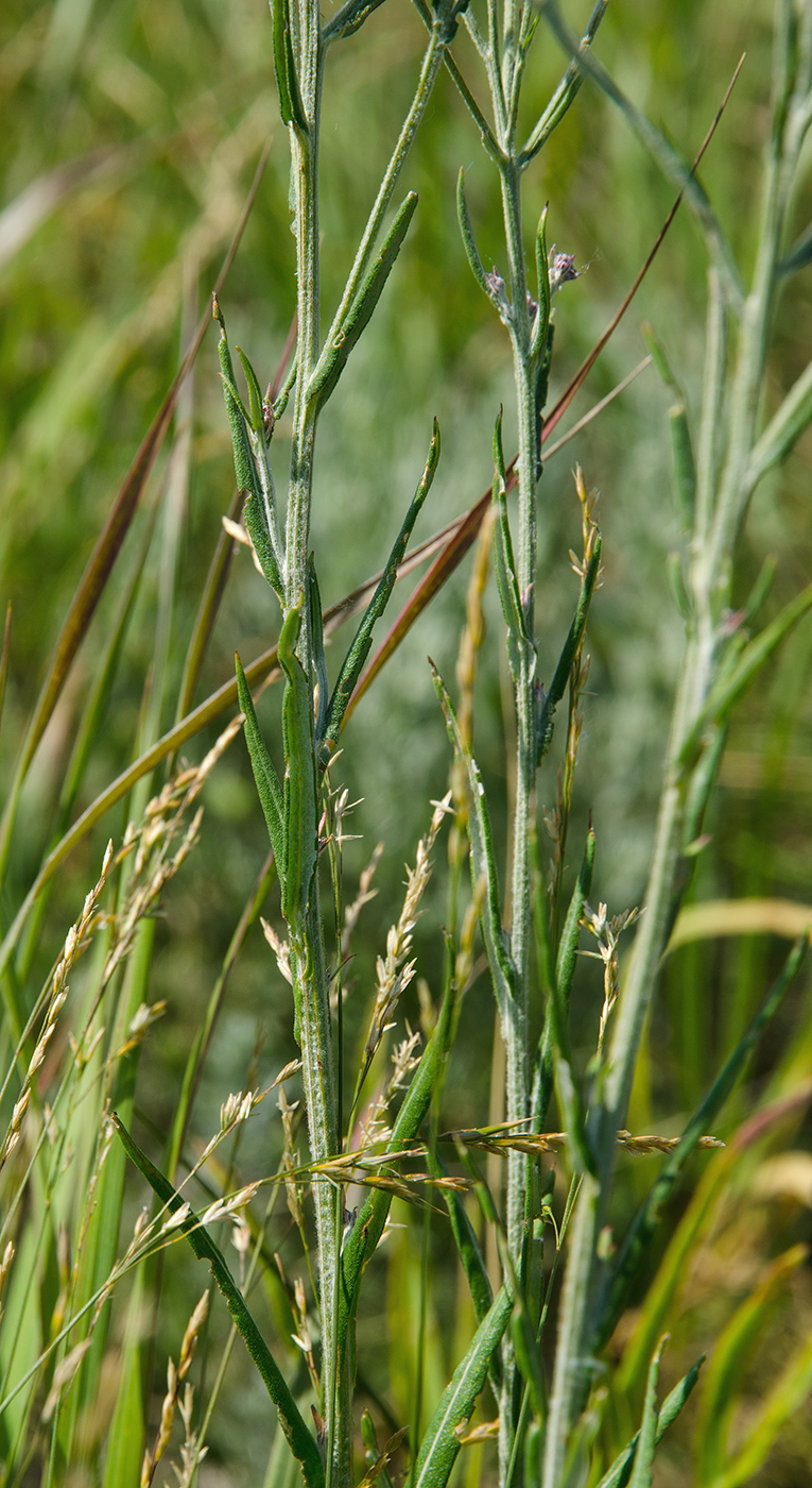 Image of Jurinea multiflora specimen.