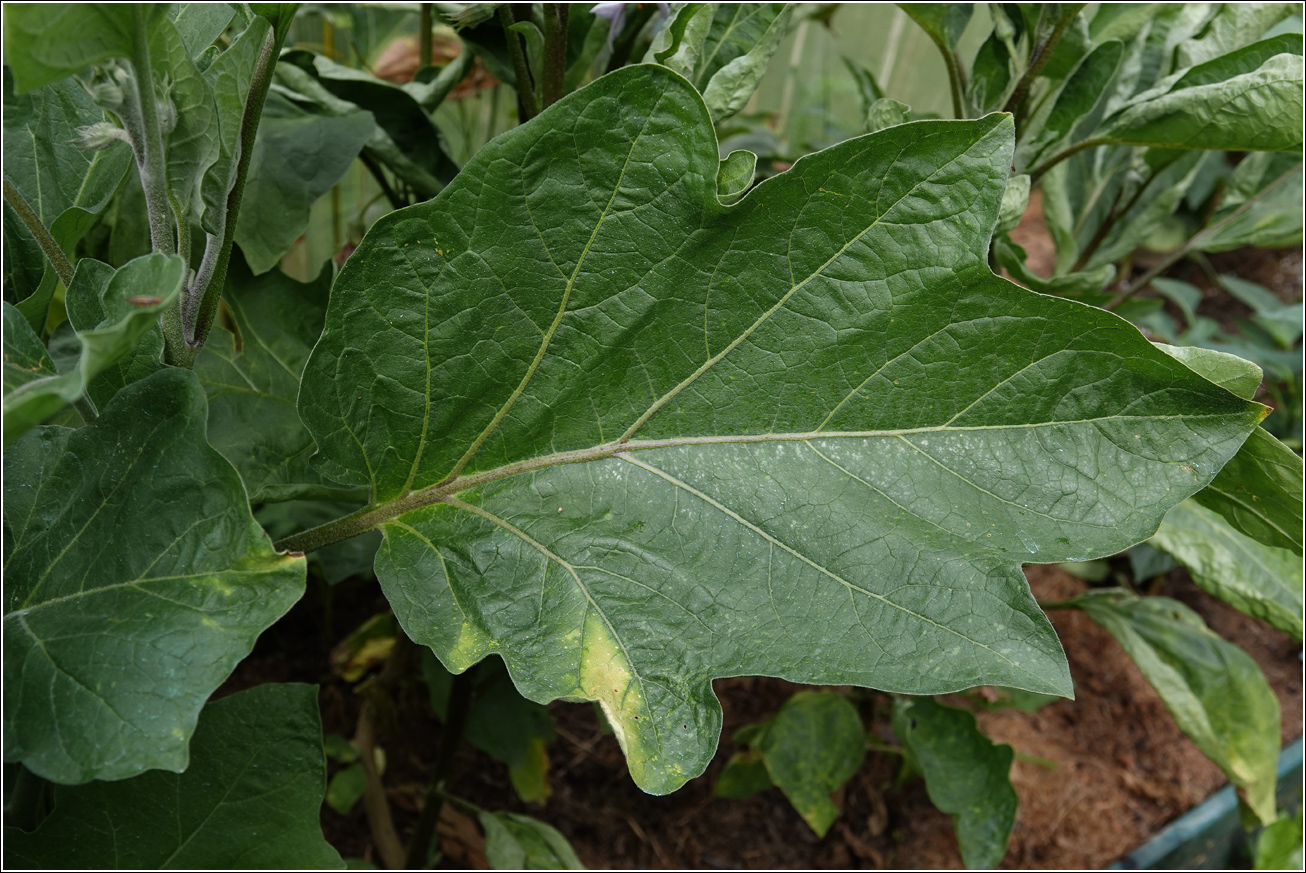 Image of Solanum melongena specimen.