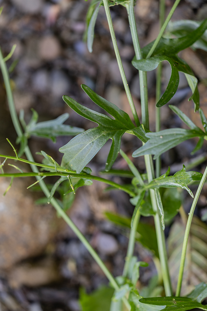 Image of genus Barbarea specimen.