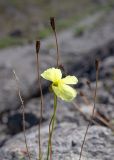 Papaver lapponicum. Верхушки побегов с цветком и плодами. Кольский п-ов, Хибины, дол. р. Кунийок, среди камней. 28.07.2026.
