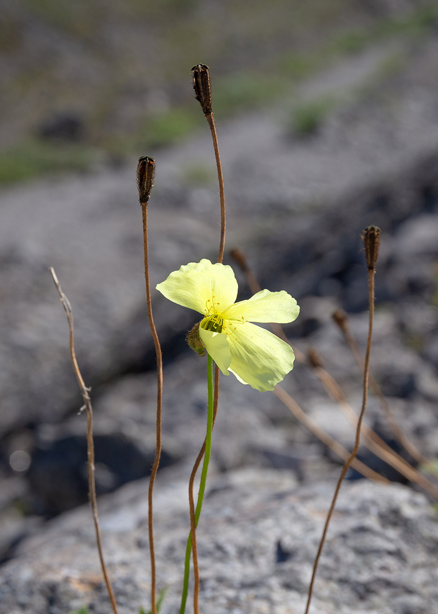 Image of Papaver lapponicum specimen.