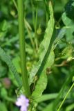 род Rumex