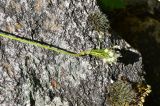 genus Allium. Верхушка плодоносящего растения. Турция, ил Артвин, окр. храма Отхта, луг. 13 июня 2026 г.