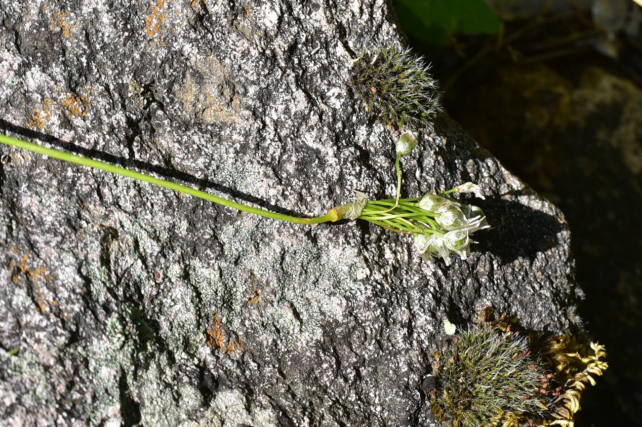 Image of genus Allium specimen.