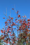 Amelanchier canadensis. Верхушка растения с листвой в осенней окраске. Санкт-Петербург, Кировский р-н, озеленение бульвара. 14.10.2026.