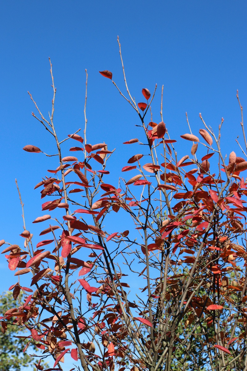 Image of Amelanchier canadensis specimen.