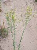Linaria genistifolia. Цветущие и плодоносящие растения. Ульяновская обл., Мелекесский р-н, окр. с. Лебяжье, сосновый бор на дюнах, вырубка под ЛЭП, участок с незакреплённым грунтом. 09.07.2024.