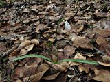 Galanthus nivalis