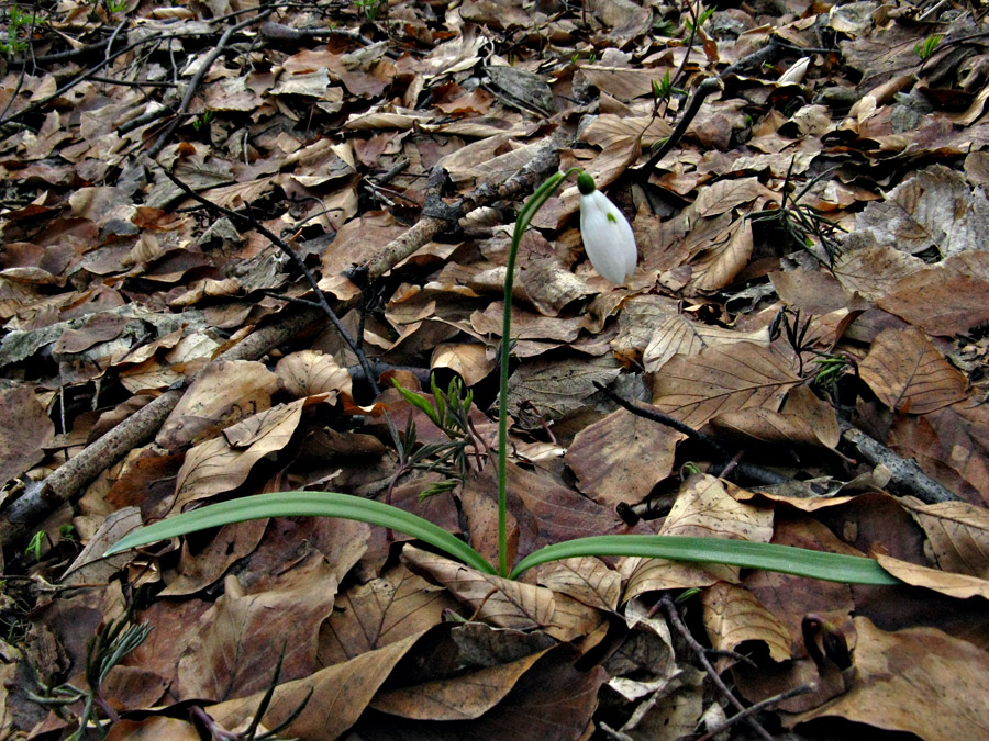 Изображение особи Galanthus nivalis.