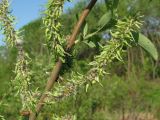 Salix × tetrapla