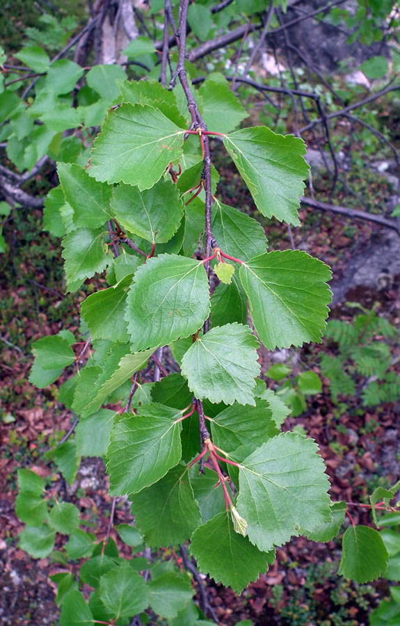 Изображение особи род Betula.