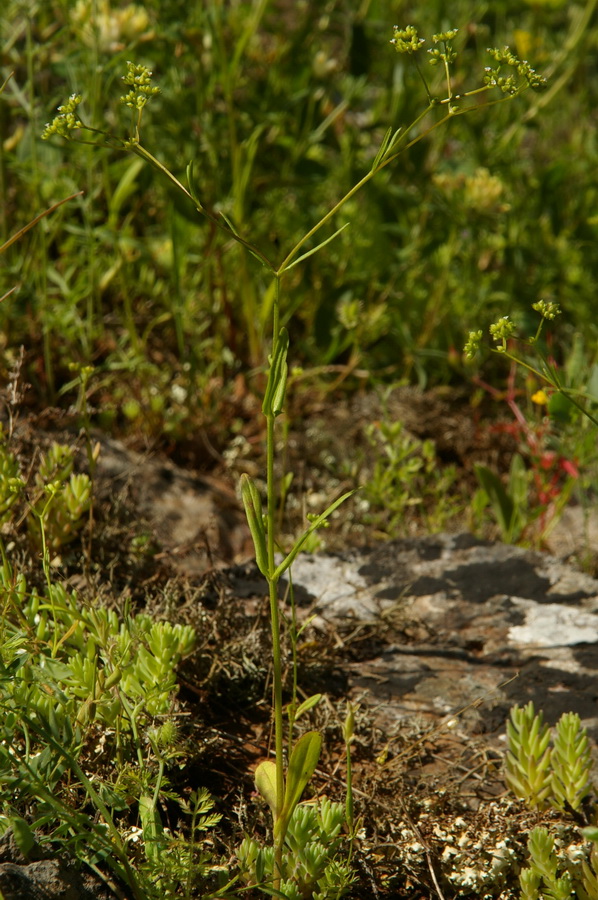 Image of Valerianella rimosa specimen.