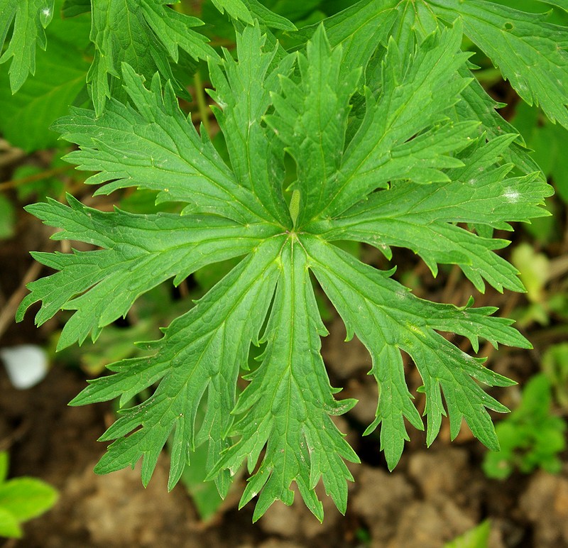 Изображение особи род Geranium.