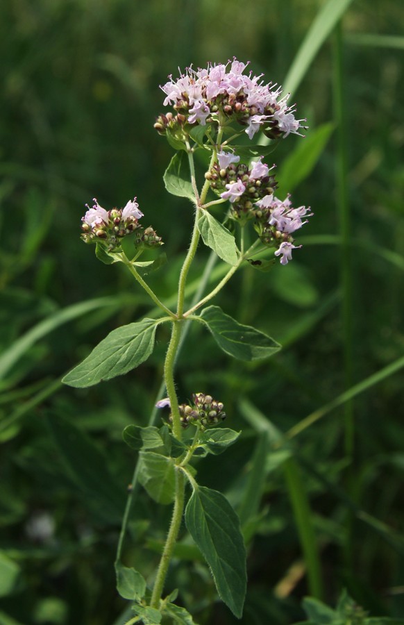 Image of Origanum vulgare specimen.