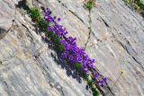 Campanula saxifraga. Цветущие растения в трещине скального обрыва. Республика Карачаево-Черкесия, Домбай, верховья долины р. Аманауз, 2200 м н.у.м. 06.07.2011.