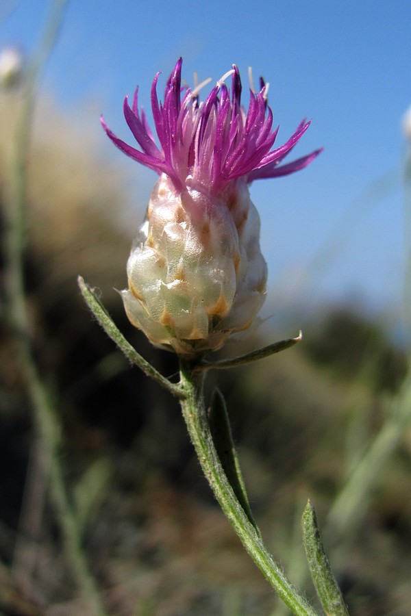 Image of Centaurea sarandinakiae specimen.