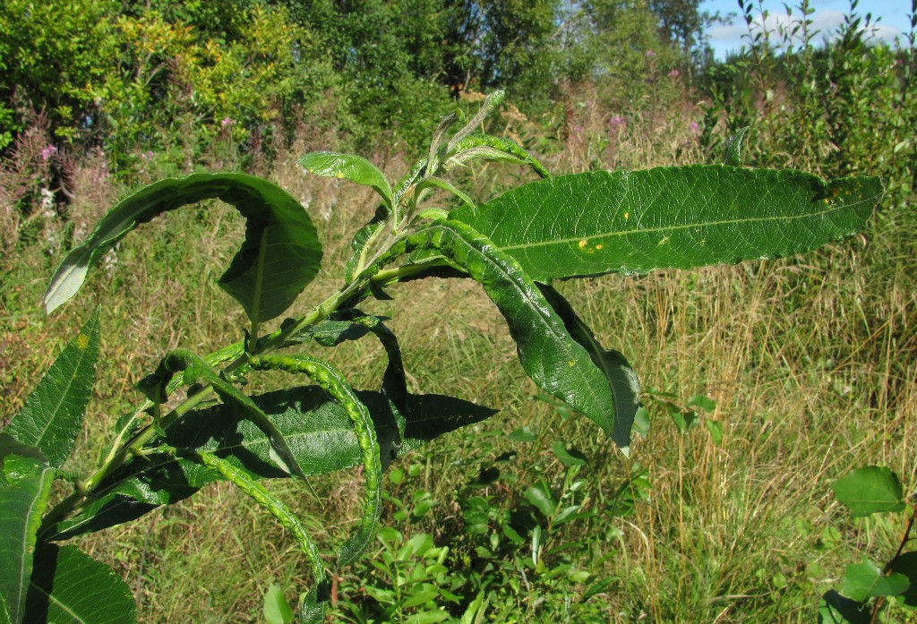 Image of Salix gmelinii specimen.